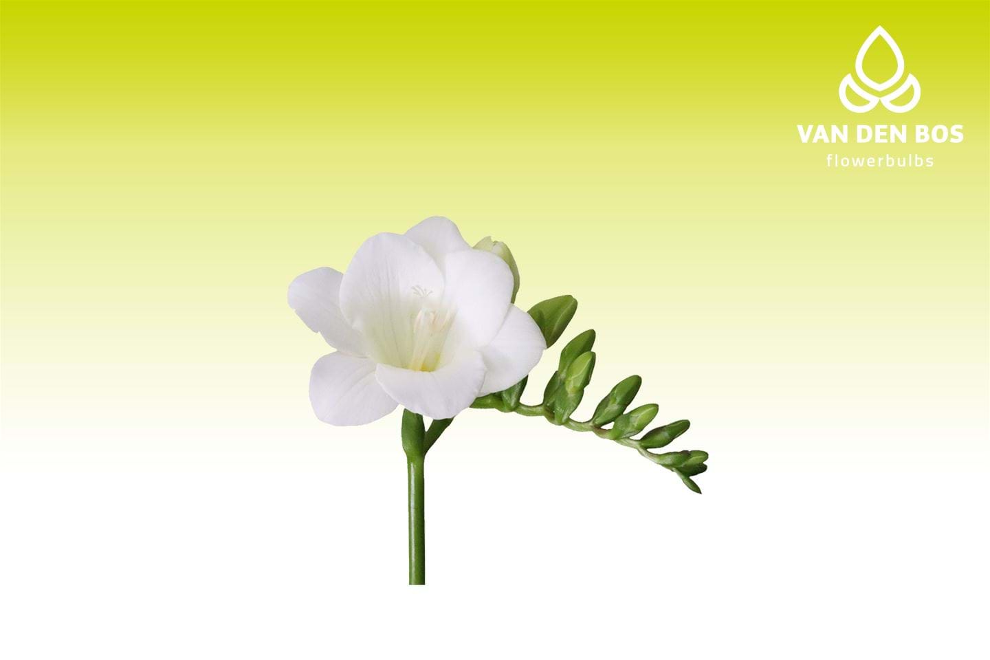 Roubaix® (Single) Freesia Van den Bos Flowerbulbs